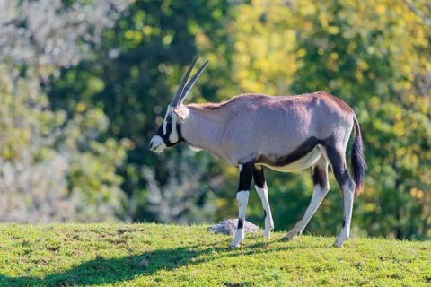 A gemsbok (Oryx gazella), grazes on a green meadow. Botswana, Namibia, South Africa and Zimbabwe