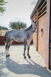 A gray horse tethered to a stable wall, casting a shadow on a sunny paved area. The background
