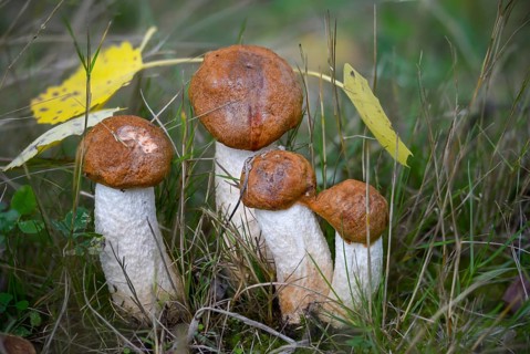 Aspen redcap, deciduous forest redcap, leccinum albostipitatum, leccinum aurantiacum, leccinum