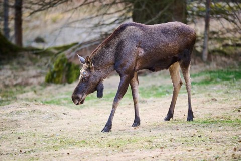 Elk (Alces alces) standing on a meadow on the edge of a forest, Bavaria, Germany