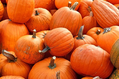 Pile of orange large Halloween pumpkins used for carving