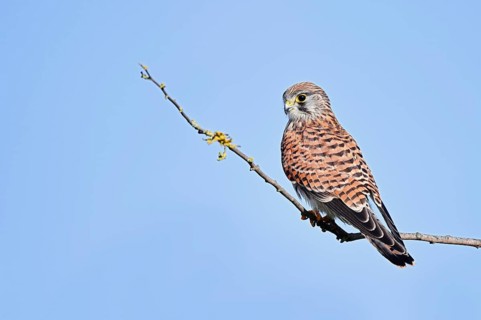 Kestrel (Falco tinnunculus), a female perched on a twig, North Rhine-Westphalia, Germany