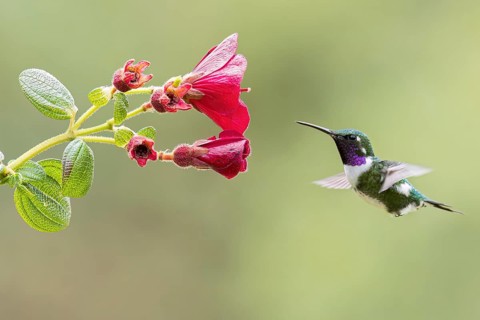 White-bellied Woodstar (Chaetocercus mulsant) flying while feeding at a flower in Colombia, South