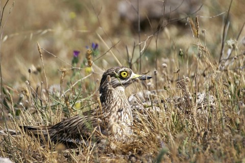 Eurasian Stone-curlew (Burhinus oedicnemus), Madrid, Spain