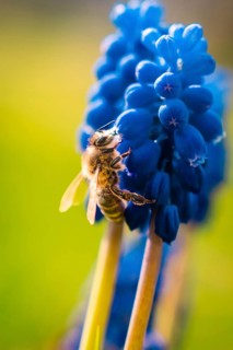 Close-up of a bee on a blooming plant in bright spring colors, Gechingen, Calw district, Germany