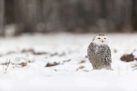 One snowy owl, Bubo scandiacus, Bubo scandiaca, Nyctea scandiaca sitting on a snowy meadow