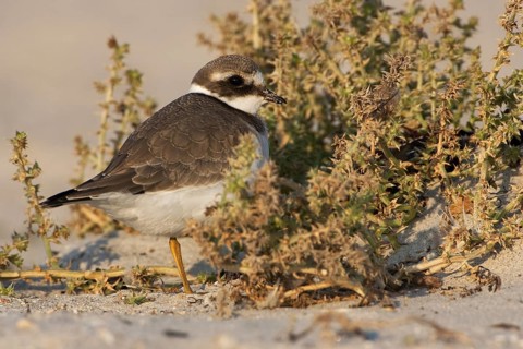 Common Ringed Plover (Charadrius hiaticula), Schleswig-Holstein, Germany