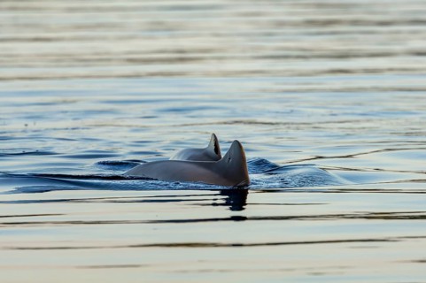 The calf of the Harbour porpoise (Phocoena phocoena) is always in close contact with its mother,