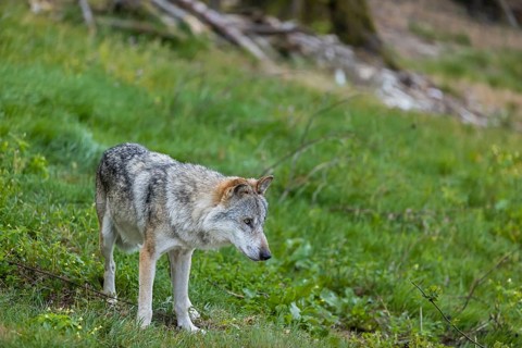 One adult male eurasian gray wolf (Canis lupus lupus) standing on a green meadow at a forest edge