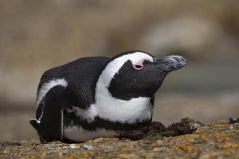 African Penguin (Spheniscus demersus) on beach, South Africa