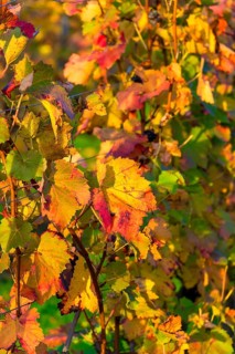 Colourful vine leaves in autumnal colours are illuminated by the sun, Baden-Württemberg, Germany