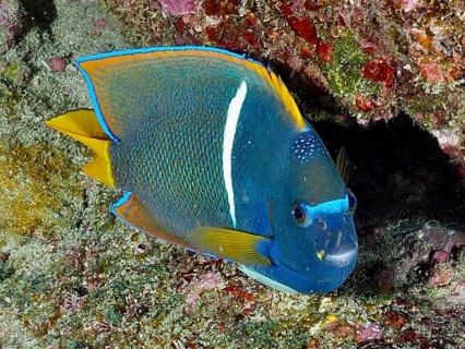 A blue fish with yellow fins, the King angelfish (Holacanthus passer), swims past a colourful coral