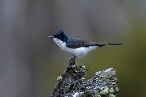Restless Flycatcher (Myiagra inquieta) perched on a stump, Victoria, Australia