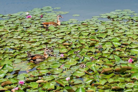 Alopoch aegyptiacus, Egyptian goose, family, Nile goose, Anatidae, birds, duckbirds, goose, geese,