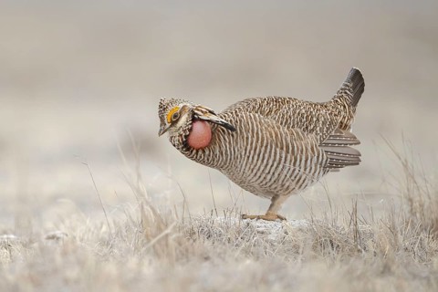 Lesser Prairie Chicken (Tympanuchus pallidicinctus) male displaying, Kansas, USA