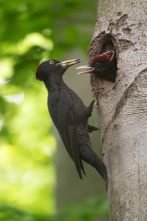Black Woodpecker (Dryocopus martius) female feeds chicks in nest cavity, Saxony, Germany