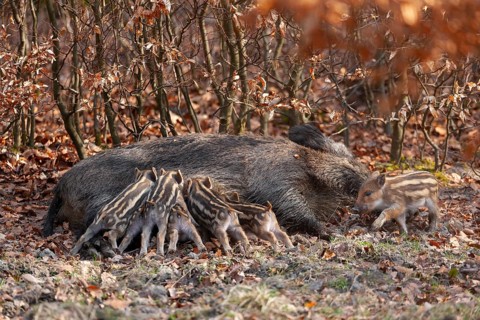 Wild boar, wild boar (Sus scrofa), a female lies on the ground and suckles young boars in the