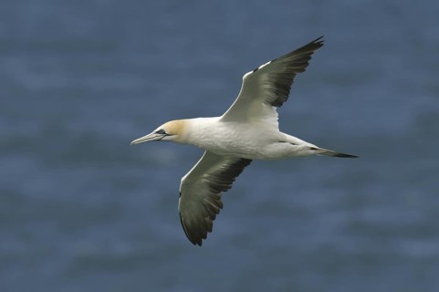 Australasian Gannet (Morus serrator) flying, New Zealand