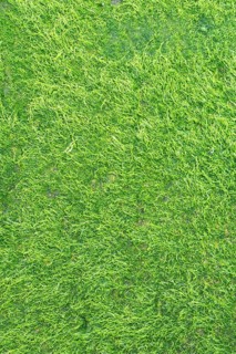 Close-up of vibrant green moss covering a natural surface. The intricate patterns and layers create