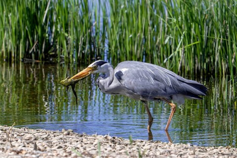 Grey heron (Ardea cinerea) adult in pond with caught marsh frog prey in beak in spring