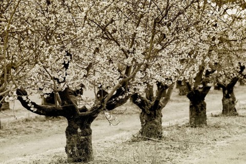 Blossoming cherry (Prunus sp.) trees in spring, Weserbergland, Hesse, Germany