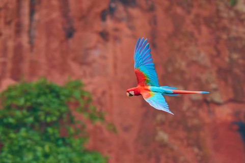A colourful parrot hovers in the air with a combination of green and red in the background,
