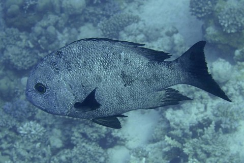 Black snapper (Macolor niger)