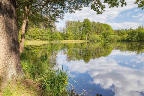 Funkenteich pond near Weinböhla, Saxony, Germany