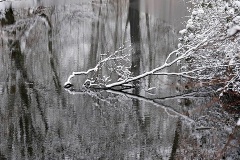 Branches with snow in a lake, winter, Germany