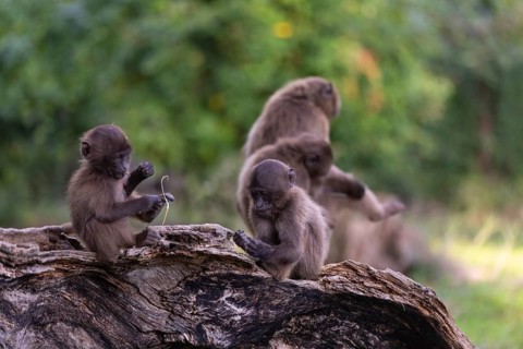 Three baby Gelada (Theropithecus gelada), or bleeding-heart monkey playing on a log. A green forest