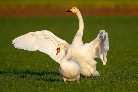 Whooper Swan & Mute Swan (Cygnus cygnus & Cygnus olor), North Rhine-Westphalia, Germany