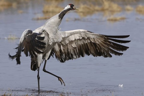 Common Crane (Grus grus), Vaestergoetland, Sweden