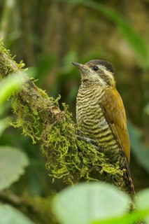 Bar-bellied Woodpecker (Veniliornis nigriceps) perched on a branch in the mountains of Colombia,