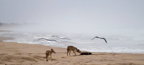 Black-backed jackal (Canis mesomelas) two animals feeding on a dead seal on the beach, Atlantic