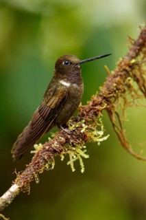 Brown Inca (Coeligena wilsoni) perched on a branch in the Andes Mountains of Colombia