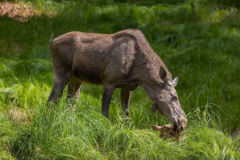 One adult female moose or elk, Alces alces, with two baby moose (19 days old, born May 8, 2020)