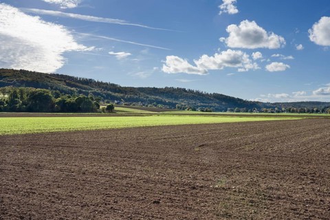 A barley field in October, Wesertal, Weserbergland, Germany