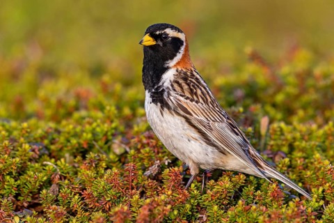 Bunting, (Calcarius lapponicus), Animals, Birds, Bunting family, Varanger, Finnmark, Norway
