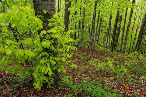 Trees, forest, light green leaves, beech forest, spring, Alpine foothills, Bavaria, Germany