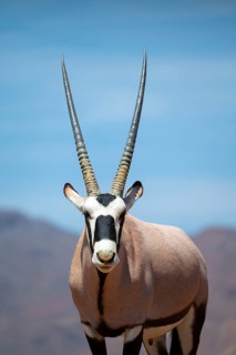 Oryx gazella, oryx antelope, Namib Desert, Namibia