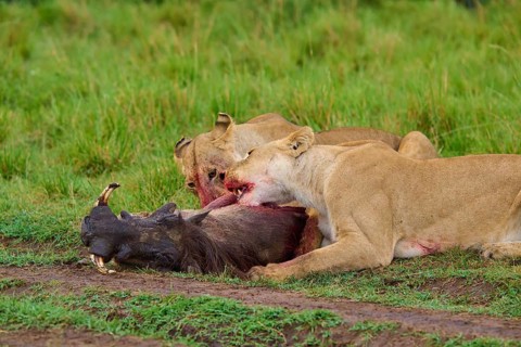 Lions devouring their prey – live wild animals in the field: warthog (Phacochoerus africanus), lion