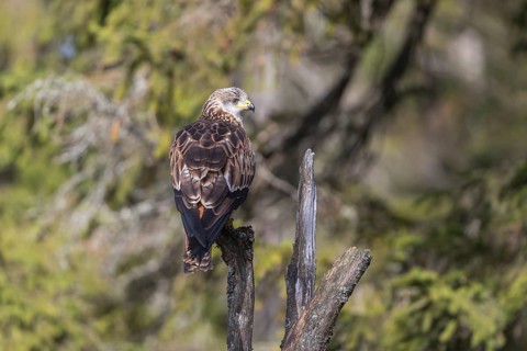 One Red kite, Milvus milvus, sitting on a dead tree in early morning light and green forest in the