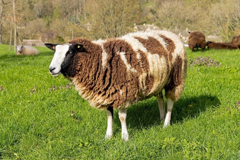 White-brown sheep, Bibury, The Cotswolds, England, Great Britain