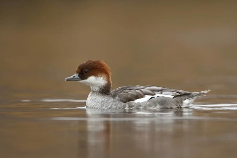 Smew (Mergellus albellus) female, Utrecht, Netherlands