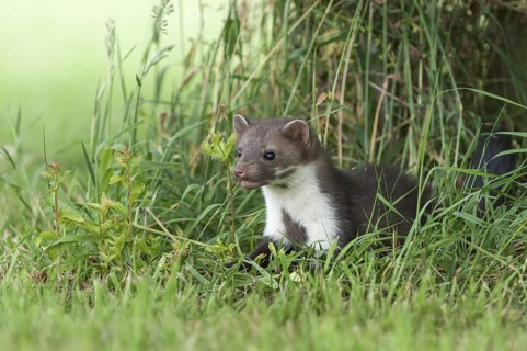 Beech Marten (Martes foina) standing in meadow, Germany
