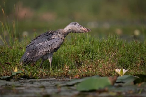 Shoebill (Balaeniceps rex) preening, Lake Albert, Uganda