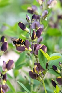 Dyer's pod (Baptisia 'Dutch Chocolate')