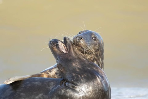 Atlantic grey seal (Halichoerus grypus) two adult animals in love courting on a beach on a