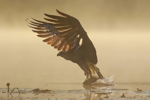 Western Osprey (Pandion haliaetus) hunting, with fish prey in its claws, Poland