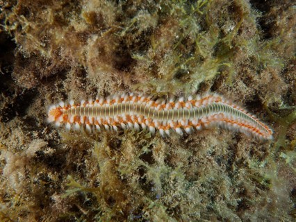 A fireworm (Hermodice carunculata) lies on the seabed, surrounded by plants, at the El Cabron